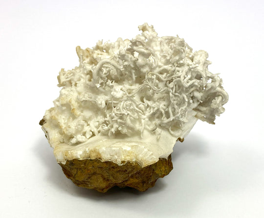 Eisenblüte, Aragonit, (flos ferri), Erzberg, Eisenerz, Österreich