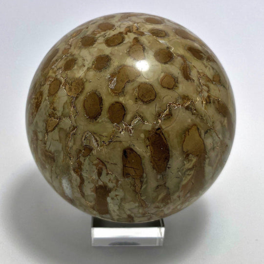 Steinkugel Fossile Koralle