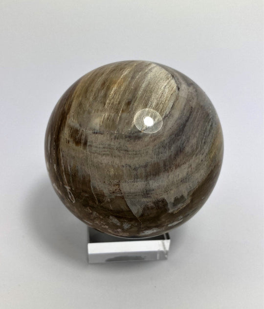 Steinkugel Fossiles Holz