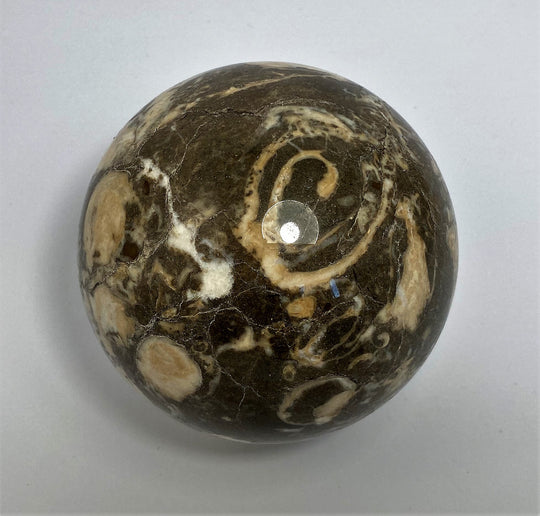 Steinkugel Fossile Schnecke
