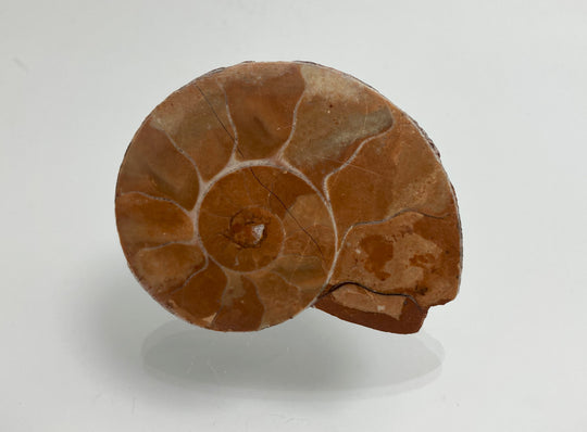 Triassic ammonite Arcestes sp., Bad Goisern, Salzkammergut, Austria