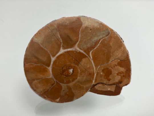 Triassic ammonite Arcestes sp., Bad Goisern, Salzkammergut, Austria