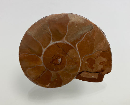 Triassic ammonite Arcestes sp., Bad Goisern, Salzkammergut, Austria