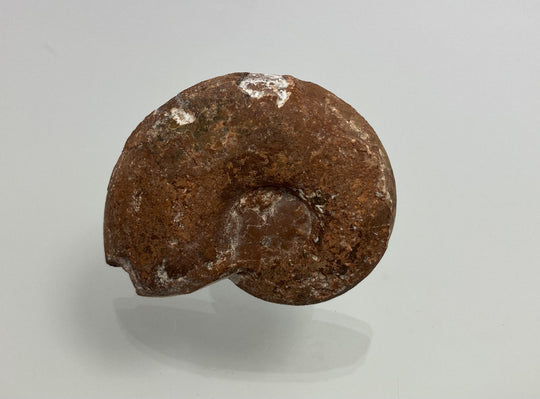 Triassic ammonite Arcestes sp., Bad Goisern, Salzkammergut, Austria