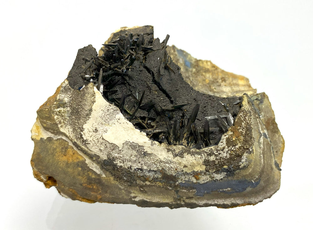 Vivianit in fossiler Muschel, Kertsch, Insel  Krim, Russland