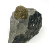 Pyrite, Rhomberg quarry, Hohenems, Dornbirn, Vorarlberg, Austria