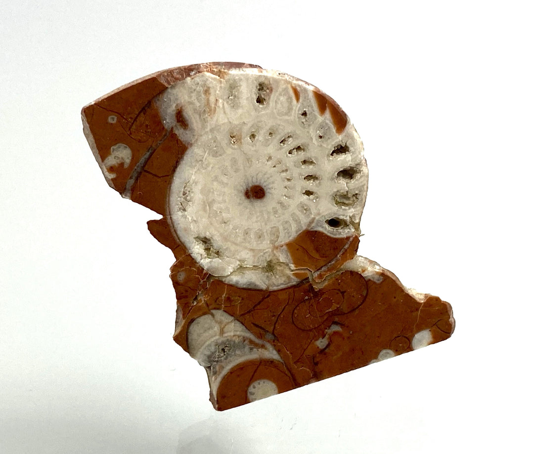 Triassic ammonite Arcestes sp., Bad Goisern, Salzkammergut, Austria