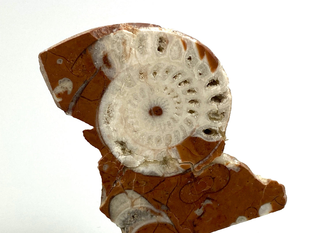 Triassic ammonite Arcestes sp., Bad Goisern, Salzkammergut, Austria