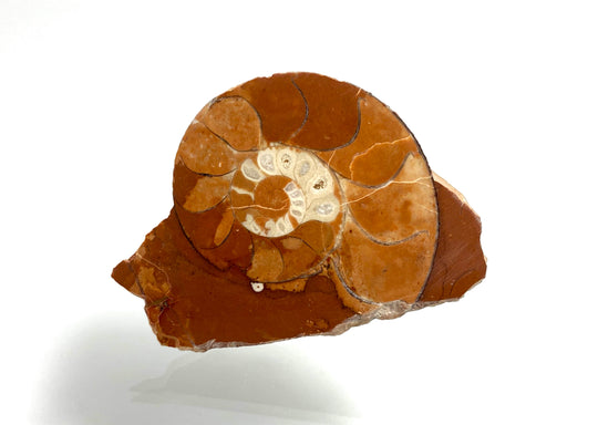 Triassic ammonite Arcestes sp., Bad Goisern, Salzkammergut, Austria