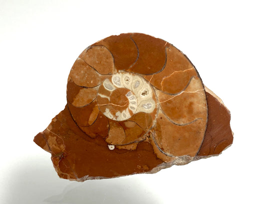 Triassic ammonite Arcestes sp., Bad Goisern, Salzkammergut, Austria