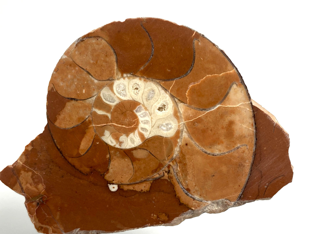 Triassic ammonite Arcestes sp., Bad Goisern, Salzkammergut, Austria