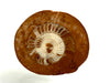 Triassic ammonite Arcestes sp., Bad Goisern, Salzkammergut, Austria