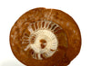 Triassic ammonite Arcestes sp., Bad Goisern, Salzkammergut, Austria