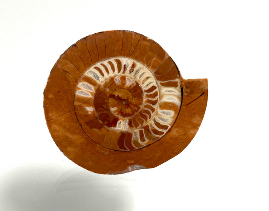 Triassic ammonite Arcestes sp., Bad Goisern, Salzkammergut, Austria