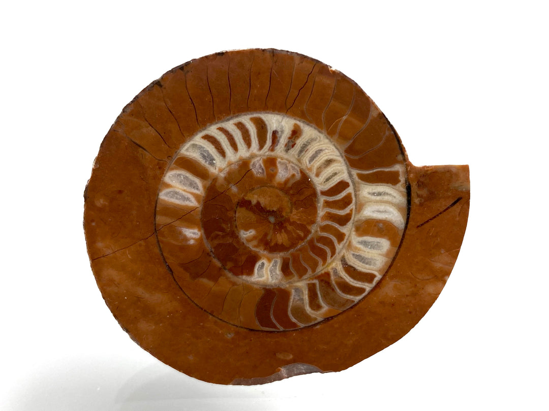 Triassic ammonite Arcestes sp., Bad Goisern, Salzkammergut, Austria