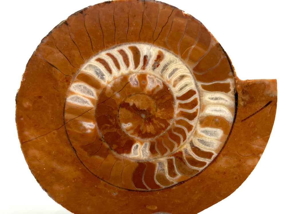 Triassic ammonite Arcestes sp., Bad Goisern, Salzkammergut, Austria