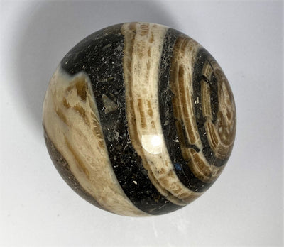 Stone sphere Aactaeonella (Fossil snail)