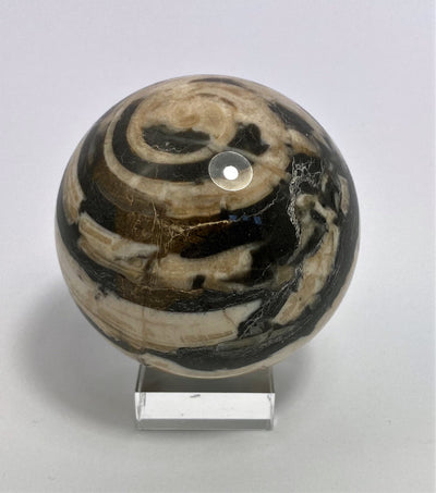 Stone ball Aactaeonella