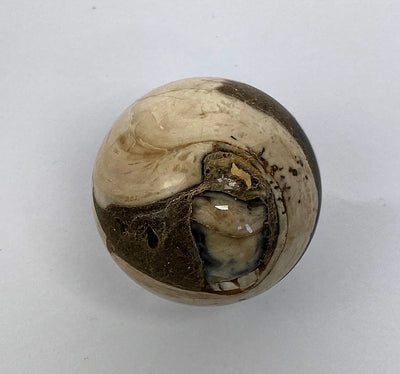 Stone ball Aactaeonella