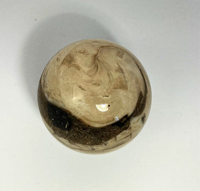 Stone ball Aactaeonella