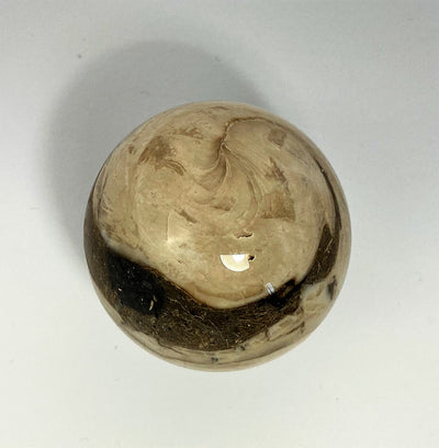 Stone ball Aactaeonella