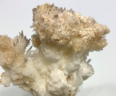Eisenblüte (Aragonit), Bermessilo, Torreon, Mexiko