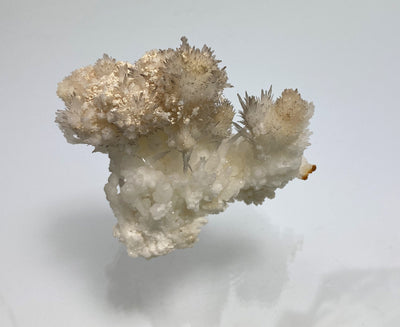Eisenblüte (Aragonit), Bermessilo, Torreon, Mexiko