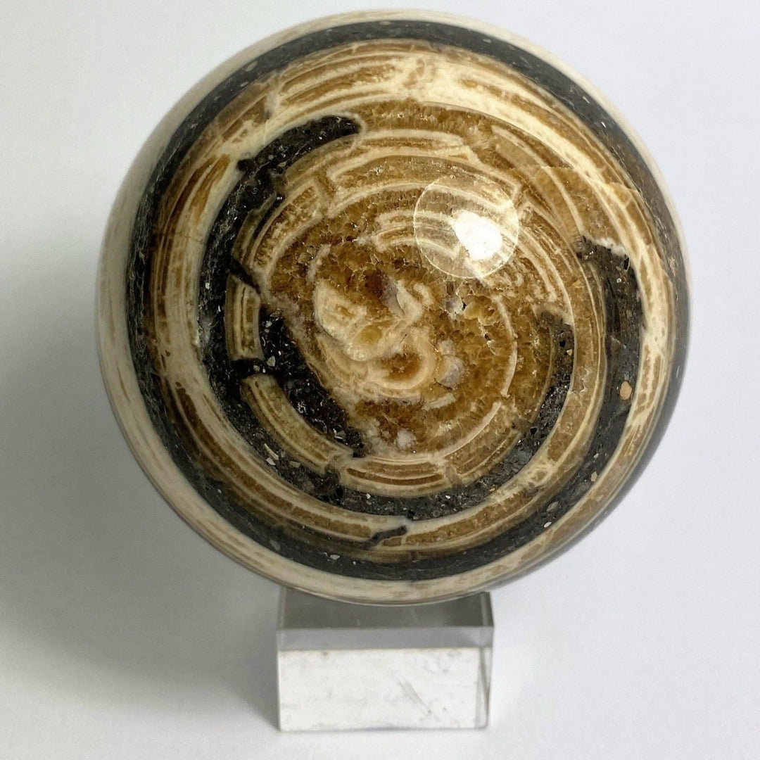 Stone sphere Aactaeonella (Fossil snail)