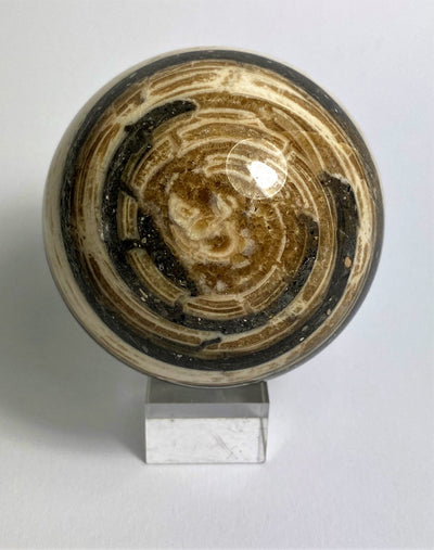 Stone sphere Aactaeonella (Fossil snail)