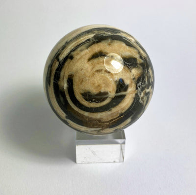 Stone ball Aactaeonella