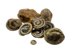 Aactaeonella, Waaggraben, Hieflau, Styria, Austria, 1 kg