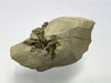 Markasit, Flamboro Quarry, West Flamborough Township, Hamilton, Ontario, Canada