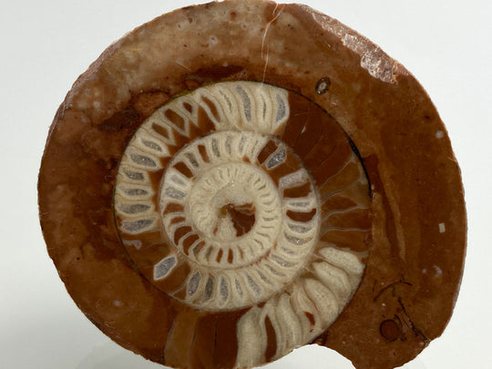 Trias Ammonit Arcestes sp., Bad Goisern, Salzkammergut, Österreich