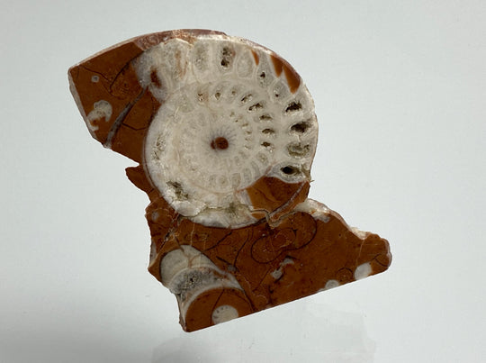 Triassic ammonite Arcestes sp., Bad Goisern, Salzkammergut, Austria