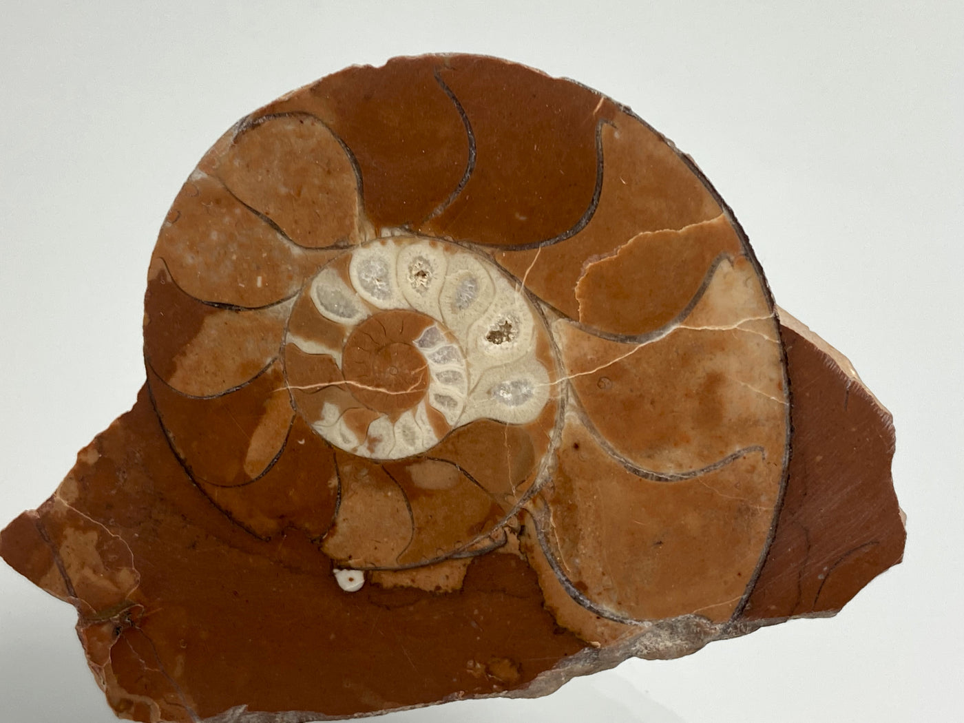 Triassic Ammonite Arcestes sp., Bad Goisern, Salzkammergut, Austria