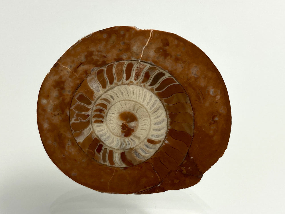 Triassic Ammonite Arcestes sp., Bad Goisern, Salzkammergut, Austria