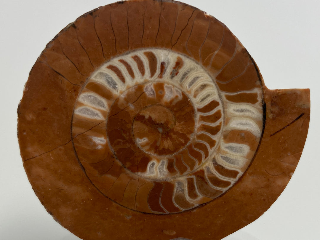 Triassic ammonite Arcestes sp., Bad Goisern, Salzkammergut, Austria